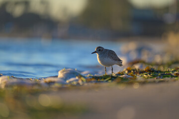 black bellied plover foraging at the beach