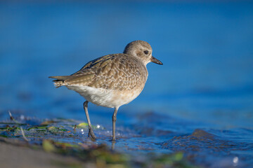 black bellied plover foraging at the beach