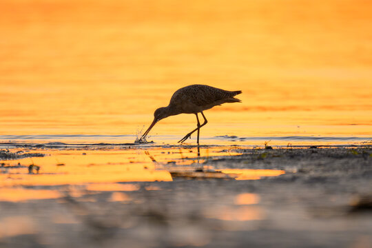 marbled godwits foraging at the beach at sunrise