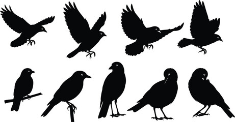 Obraz premium Bird vector silhouettes isolated on transparent background