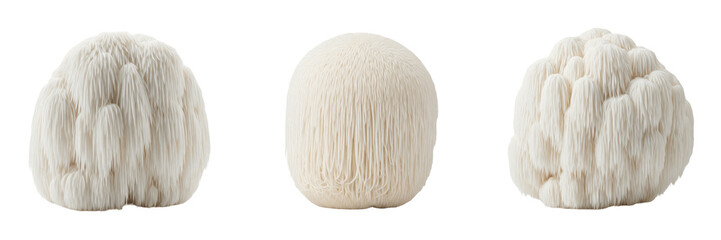 Hericium erinaceus Lion’s Mane Mushroom Isolated on White Background, White Pom Pom Mushroom Cascading Spines, Yamabushitake 山伏茸 Edible Medicinal Mushroom, Hericium erinaceus Culinary Ingredient © JamMoro