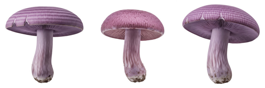 Clitocybe nuda Wood Blewit Mushroom Isolated on White Background, Purple Blewit Mushroom Cap and Stem, Lepista nuda Violet Edible Fungi Species, Wild Woodland Mushroom for Culinary Use