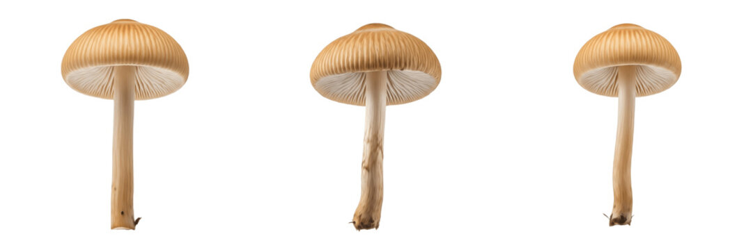 Marasmius oreades Fairy Ring Mushroom Isolated on White Background, Scotch Bonnet Small Tan Cap Meadow Mushroom, Marasmius oreades Wild Grassland Fungi Species for Culinary and Mycology