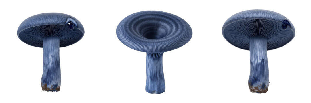 Lactarius indigo Indigo Milk Cap Mushroom Isolated on White Background, Blue Cap and Stem Milkcap Fungus, Lactarius indigo Wild Edible Forest Mushroom Species for Culinary and Mycology
