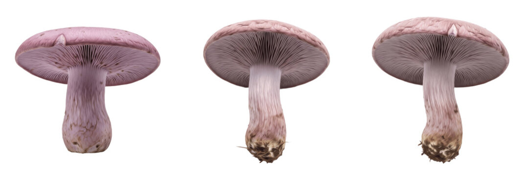Collybia nuda Blewit Mushroom Isolated on White Background Lilac Cap, Collybia nuda Edible Forest Mushroom Species Lilac Blewit Fungus Macro Mycology Specimen Identification Woodland Mushroom