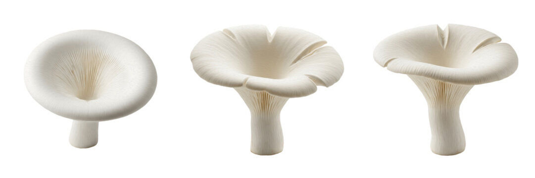 Clitocybe dealbata Ivory Funnel Mushroom Isolated on White Background White Funnel-Shaped Cap, Clitocybe dealbata Toxic Woodland Fungus Species Macro Mycology Specimen Identification Forest Mushroom