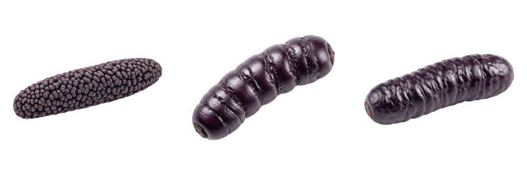 Claviceps purpurea Ergot Fungus Isolated on White Background Dark Elongated Body, Claviceps purpurea Toxic Rye Fungus Macro Specimen Mycology Identification Forest Parasite Fungus Species