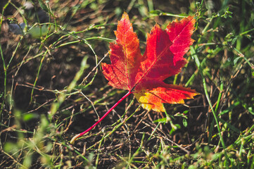Vibrant Red Maple Leaf Lying on Green Grass in Autumn Sunlight