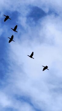 Silhouette of a flock of black-plumaged birds flying in formation across the sky, standing out as dark shadows against the light background of the clouds.