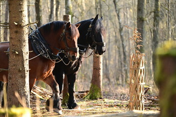 Gespann von zwei Noriker Pferden bei der Rückearbeit  im Wald