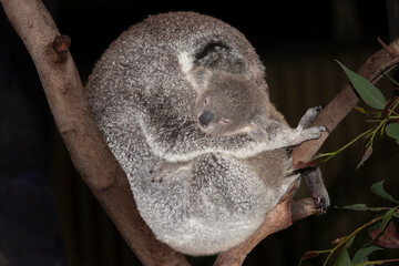 Sleeping mother and baby Koala in an Australian Zoo © Ken Griffiths