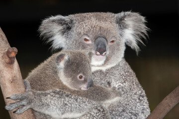 Mother and baby Koala in an Australian Zoo © Ken Griffiths