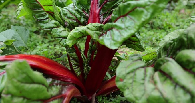 Swiss chard grow in vegetable garden