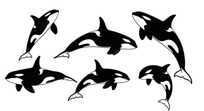 Orca Pod Illustration: Dynamic Killer Whales in Black and White Graphic Style