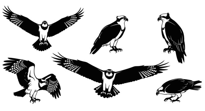 Osprey Bird Collection: Flying, Perched, and Hunting Poses