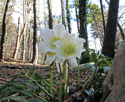 rose di Natale (Helleborus niger)