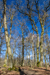 Obraz premium Central European forest in early spring