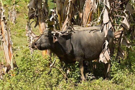 Philippines Water Buffalo (Bubalus bubalis) in Ransang River Valley on Palawan Island. Philippines. Asia.