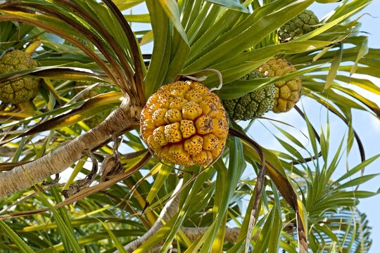 Fruit tree Thatch Screwpine (Pandanus tectorius) on Patongong Island. Balabac Islands. Philippines. Asia.