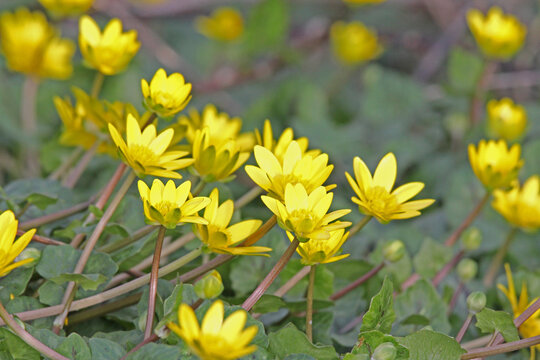 annuncio di primavera; favagello (Ranunculus ficaria)