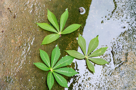 background of green cassava leaves falling in the water