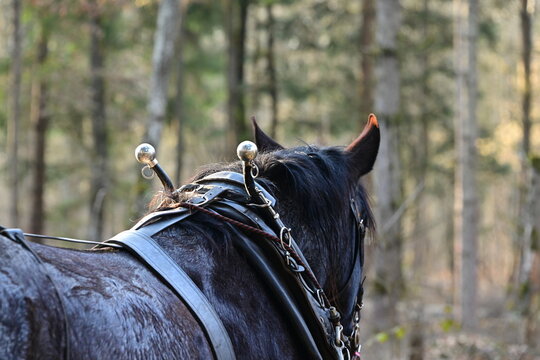 Portrait eines schwarzen Norikers w&auml;hrend der Arbeit im Wald