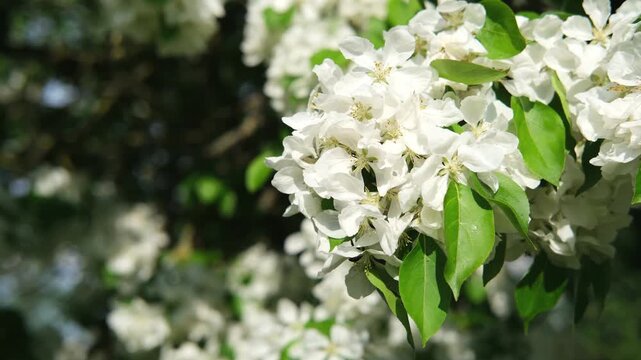 Blooming appple tree branch with lots of flowers swaying in light wind in spring or summer. Gardening, harvest, apple juice, organic and natural products. Seasons changing, transition in nature
