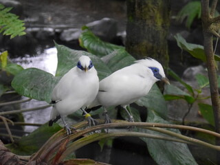 Obraz premium Bali Starling at Bali Bird Park – Rare Endangered Bird in Tropical Habitat | Wildlife and Nature Photography, Bali Indonesia