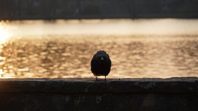 Lone Bird Against Sunset Backdrop. Glimmering Sunset Bathes Peaceful Lake With Serene Reflections