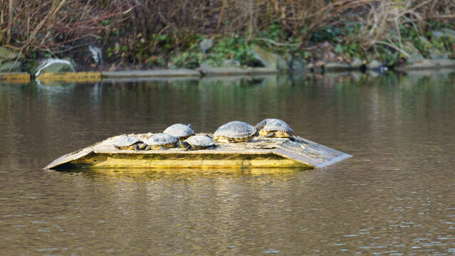 Group Of Turtles Perched On Algae Submerged Platform Near Tranquil Water And Distant Coast