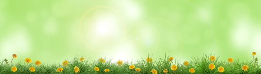 Fototapeta premium Yellow dandelions growing among lush grass against blurred green background, banner design. Spring season