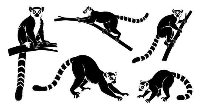 Ring-tailed Lemur Silhouettes: Dynamic Poses of Madagascar Primate Collection