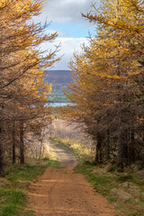 Fototapeta premium Hiking path through the Halsaskogur forest in Iceland