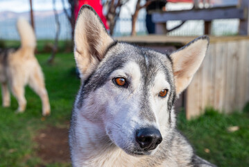 Alaskan husky dog in the garden in Iceland © Gestur