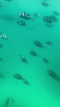 Fische schwimmen im Meer auf den Seychellen in Afrika