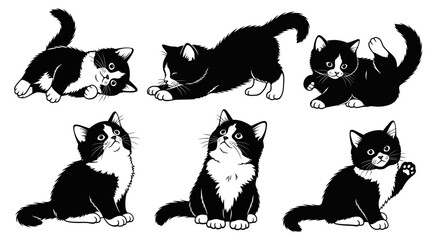 Cute Black and White Kittens Playing and Posing in Various Adorable Poses