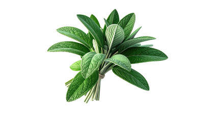 Obraz premium A bundle of fresh, leafy green herbs tied together on a black background