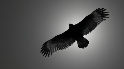 Obraz premium Silhouette of a majestic vulture soaring against a bright sunlit sky.
