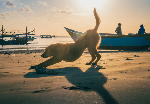 A local dog is stretching on Kedonganan beach, Bali, Indonesia