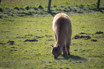 Fototapeta premium Brown alpaca grazing in a lush green pasture on a sunny farm