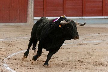 Bull runs in the arena during a traditional event in Spain, showcasing strength and agility in motion