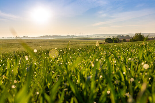 field of grass and blue sky