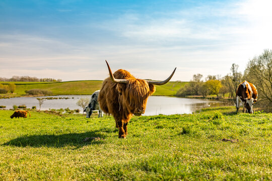 highland cow in the field