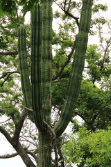 Fototapeta premium Close-up of deep green columnar stems, botanical detail of the organ pipe cactus in its natural habitat.