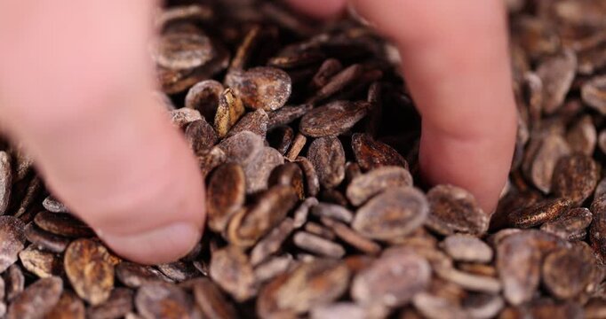 dried watermelon seeds during storage to prepare and plant seedlings before the next season, spotted dry brown watermelon seeds for a new crop of food