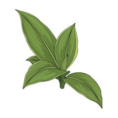 Fototapeta premium Botanical illustration of vibrant green plant leaves with subtle variegation, isolated on white background.