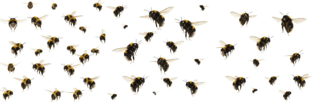 Swarm of bumblebees Bombus isolated on white background, fuzzy flying bees, pollinator insects, bumblebee cluster macro, insect swarm photography, winged pollinators, honey bee relatives, pollination 