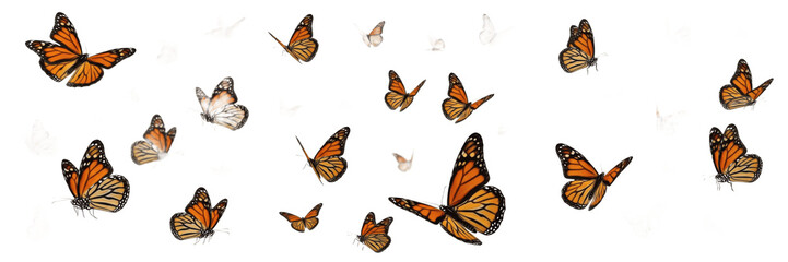 Swarm of monarch butterflies Danaus plexippus isolated on white background, orange and black winged butterflies, pollinator insect swarm, butterfly cluster macro, flying monarchs photography © NigCocu