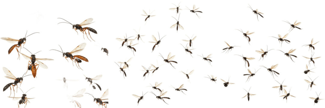 Swarm of ichneumon wasps Ichneumonidae isolated on white background, slender parasitic wasps, parasitoid insect swarm, insect cluster macro, flying ichneumon wasps photography, predatory parasitic ins