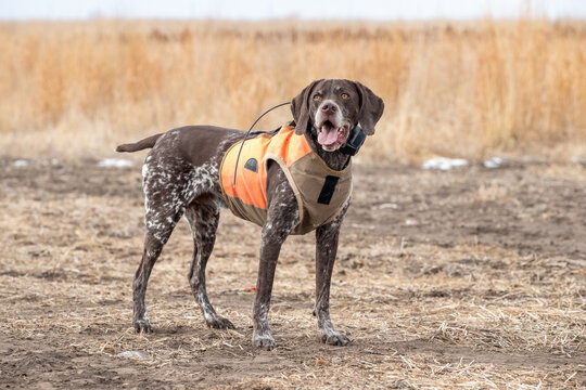 German Shorthaired Pointer Hunting